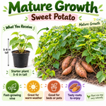 Sweet Potato Live Plant, 4–6 Inches Tall, Sweet Potato Vine for Pots and Patio Gardens