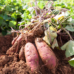Sweet Potato Live Plant, 4–6 Inches Tall, Sweet Potato Vine for Pots and Patio Gardens