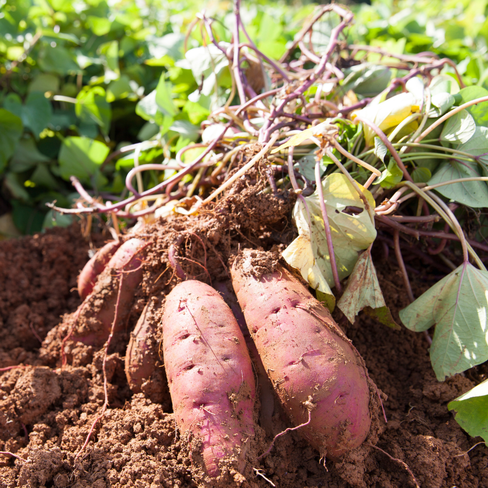 Sweet Potato Live Plant, 4–6 Inches Tall, Sweet Potato Vine for Pots and Patio Gardens
