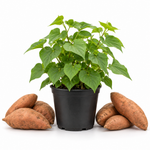 Sweet Potato Plant Live, 4–6 Inches, Edible Sweet Potato Vegetable Plant for Outdoor Growing