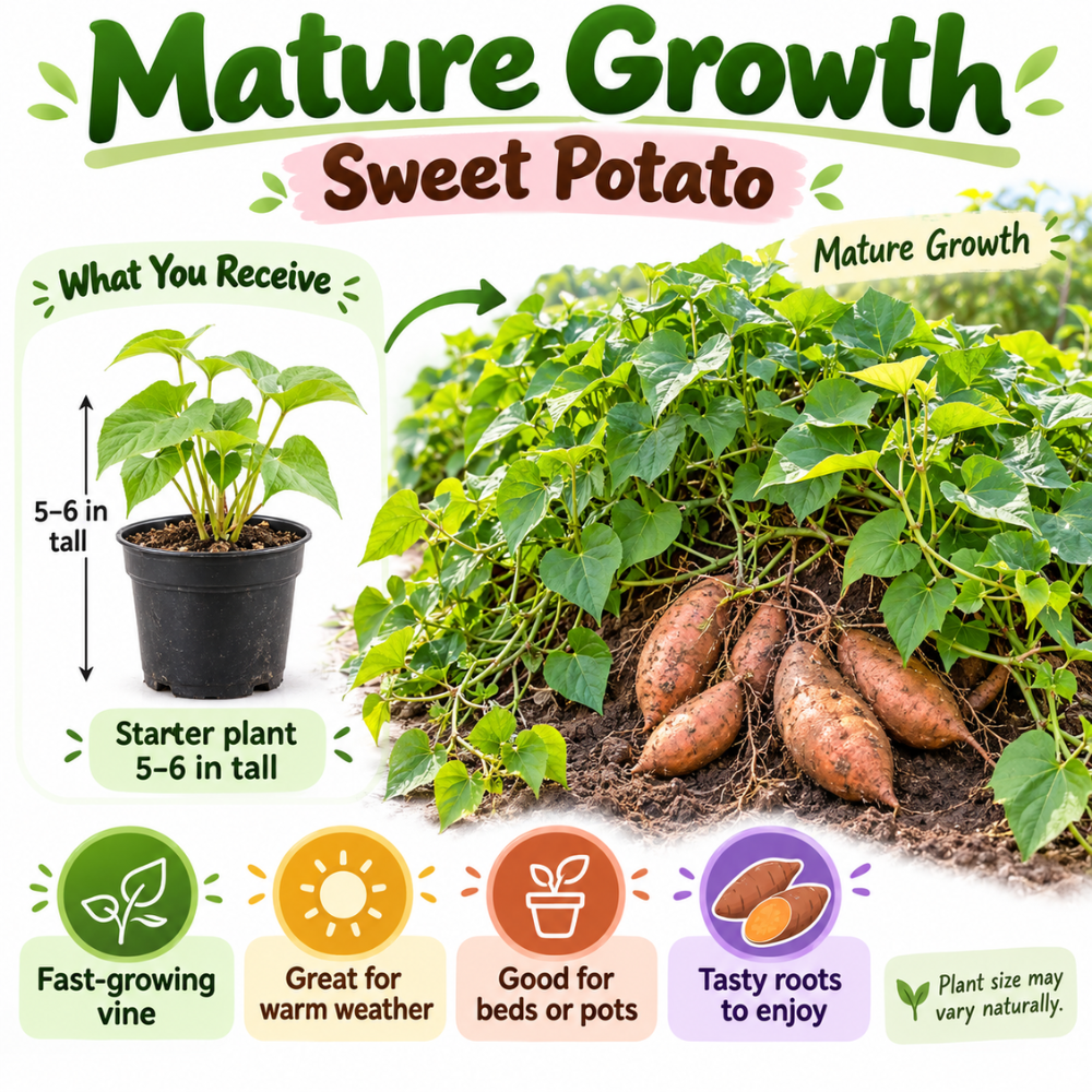 Sweet Potato Plant Live, 4–6 Inches, Edible Sweet Potato Vegetable Plant for Outdoor Growing