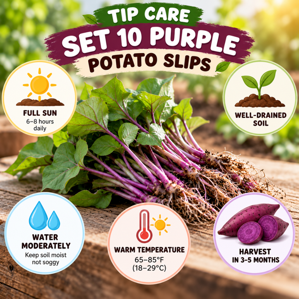 Set of 10 Purple Sweet Potato Slips, Live Garden Starter Plants, 4-7" Tall