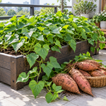 Sweet Potato Plant Live, 4–6 Inches, Edible Sweet Potato Vegetable Plant for Outdoor Growing