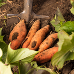 Sweet Potato Plant Live, 4–6 Inches, Edible Sweet Potato Vegetable Plant for Outdoor Growing