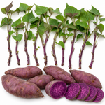 Set 10 Okinawa Purple Sweet Potato Slips Live Plants, Purple Potato for Garden