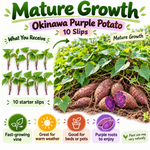 Set 10 Okinawa Purple Sweet Potato Slips Live Plants, Purple Potato for Garden