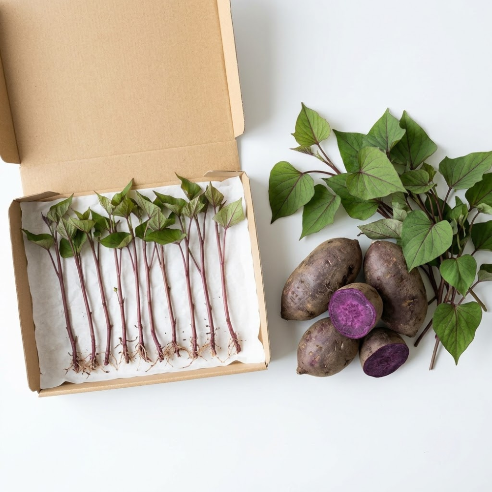 10 Okinawa Purple Sweet Potato Slips, Live Plants for Containers and Vegetable Gardens