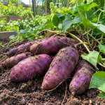 10 Okinawa Purple Sweet Potato Slips, Live Plants for Containers and Vegetable Gardens