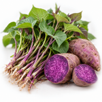Okinawa Purple Potato Slips Live, Set of 10 Sweet Potato Plants for Home Garden