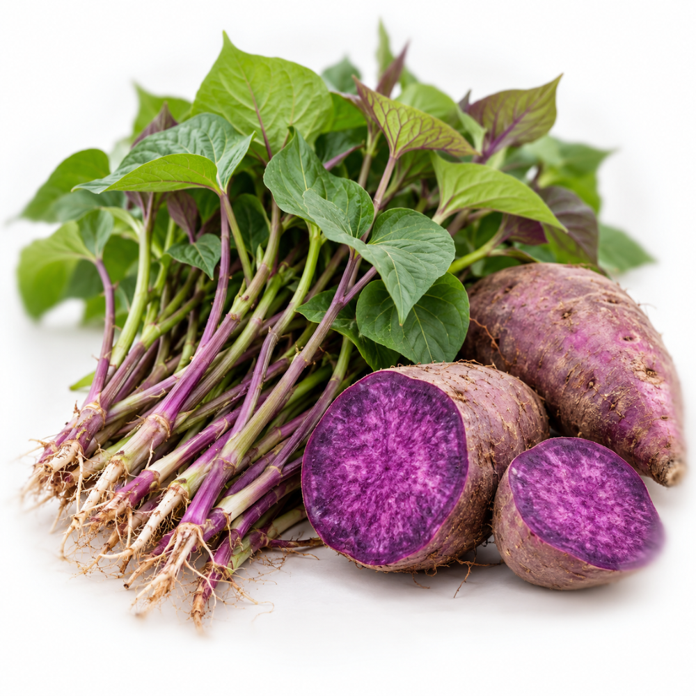 Okinawa Purple Potato Slips Live, Set of 10 Sweet Potato Plants for Home Garden