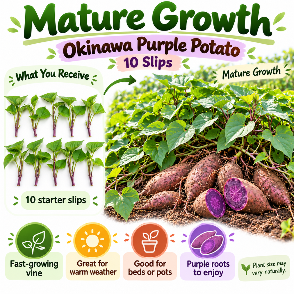 Okinawa Purple Potato Slips Live, Set of 10 Sweet Potato Plants for Home Garden