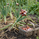 20 Walking Onion Bulbs for Garden, High Yield Perennial Onions Topsets