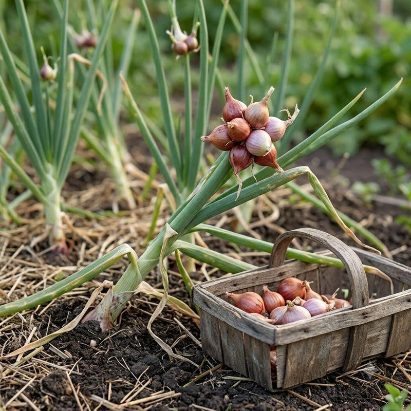 20 Walking Onion Bulbs for Garden, High Yield Perennial Onions Topsets