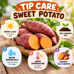 Sweet Potato Live Plant,  Starter Vine for Garden Planting, 4-6" Tall