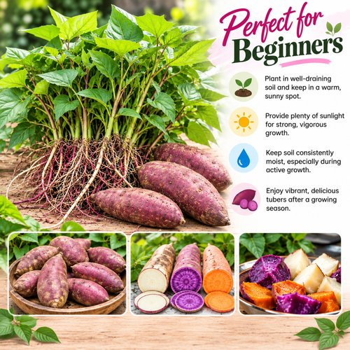 10 Live Okinawa Purple Potato Plants, Purple Potato Plants for Home Vegetable Gardens and Backyard Growing, Warm Season Planting Starts for Garden Beds and Sunny Locations