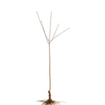 Set 2 Pecan Nut Trees Live Plants, Pecan Bare Roots for Planting 12 to 16 Inch Tall, Winter Dormant