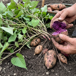 Set of 10 Purple Sweet Potato Slips, Live Garden Starter Plants, 4-7" Tall