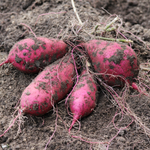 10 Live Okinawa Purple Potato Plants, Purple Potato Plants for Home Vegetable Gardens and Backyard Growing, Warm Season Planting Starts for Garden Beds and Sunny Locations