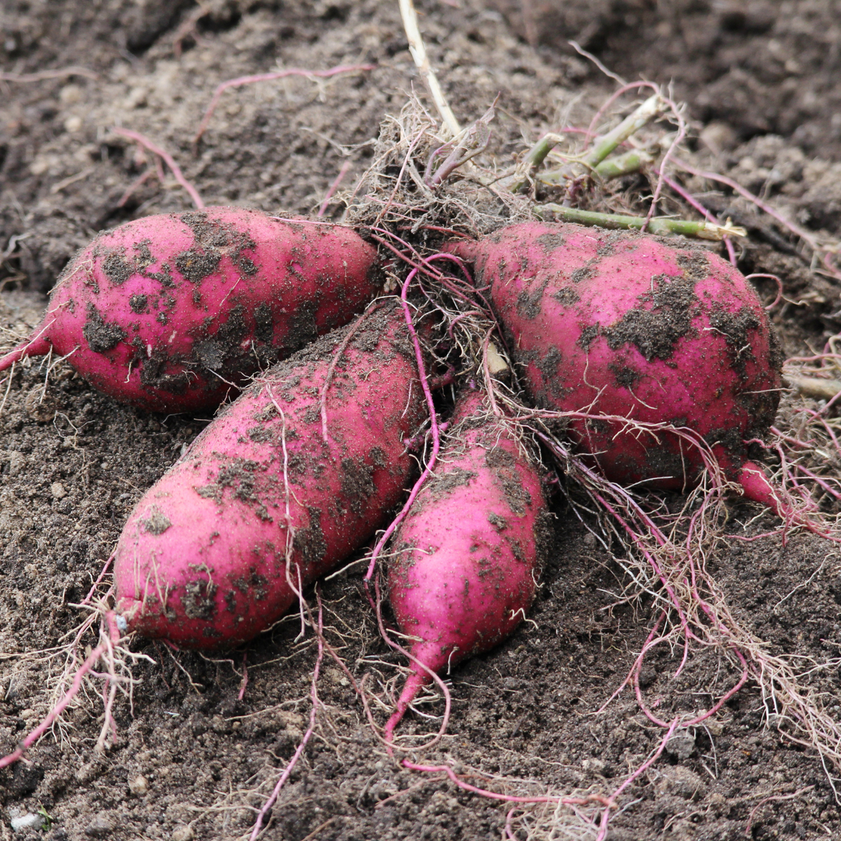 10 Live Okinawa Purple Potato Plants, Purple Potato Plants for Home Vegetable Gardens and Backyard Growing, Warm Season Planting Starts for Garden Beds and Sunny Locations