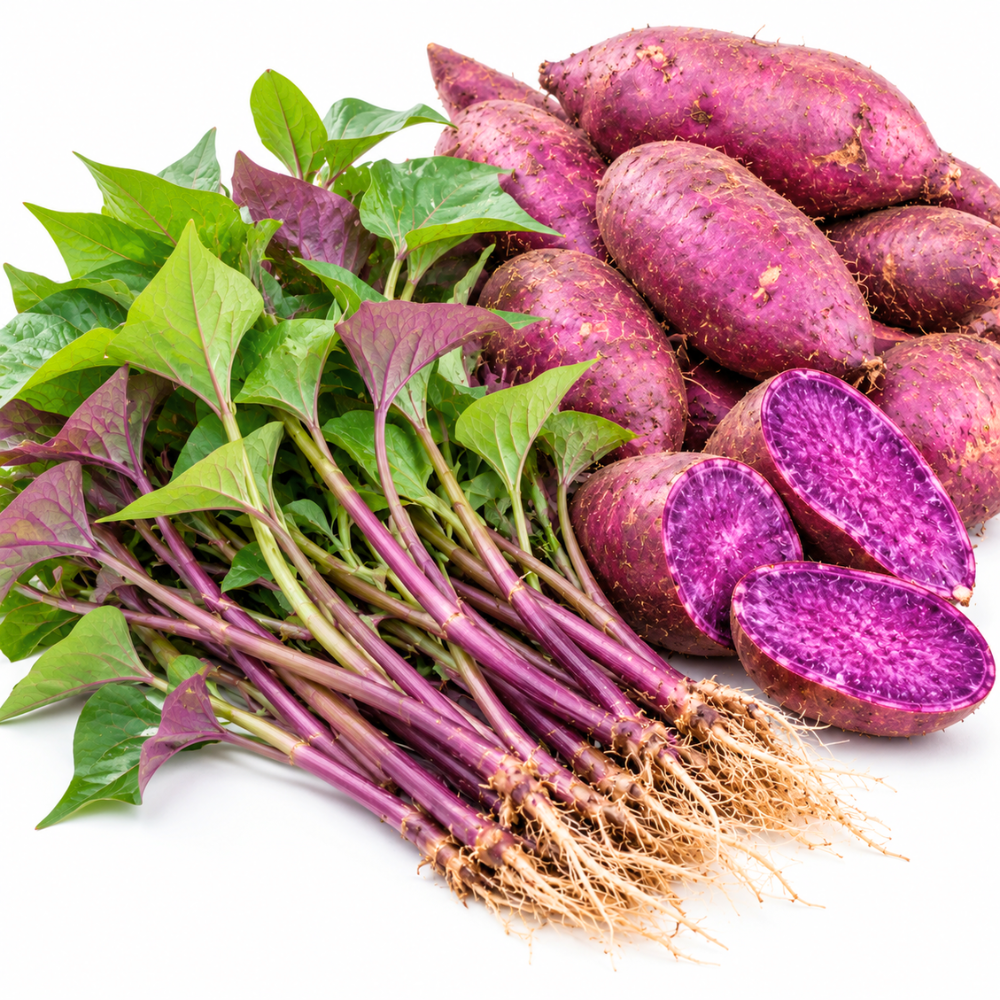 Purple Sweet Potato Live Slips, Set of 10 for Garden Planting, Sweet Potato Plant