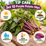 Purple Sweet Potato Live Slips, Set of 10 for Garden Planting, Sweet Potato Plant
