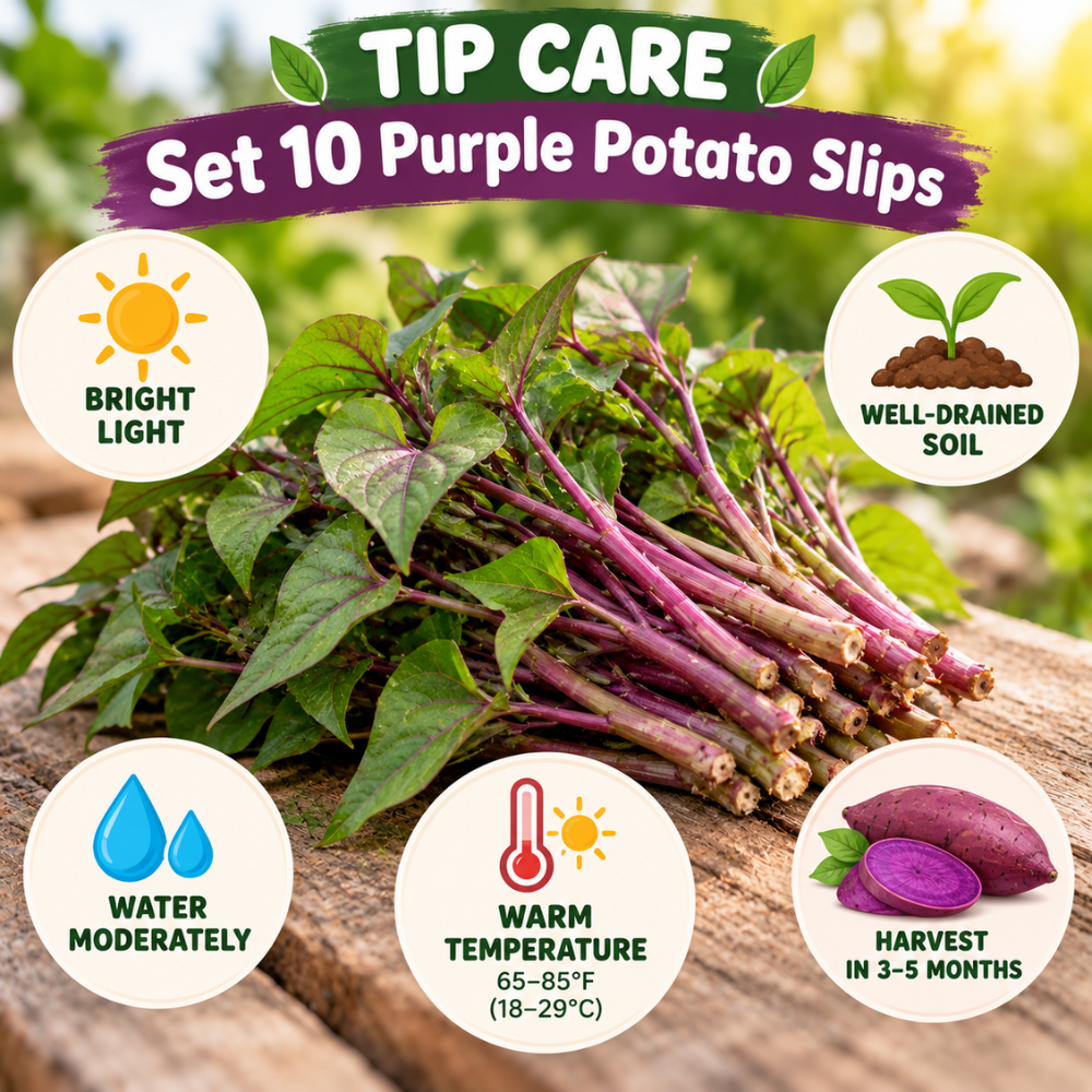 Purple Sweet Potato Live Slips, Set of 10 for Garden Planting, Sweet Potato Plant