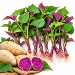 10 Purple Potato Plants for Garden Growing, Okinawa Purple Potato Plants for Backyard Vegetable Beds, Outdoor Planting Starts for Full Sun and Well-Drained Soil