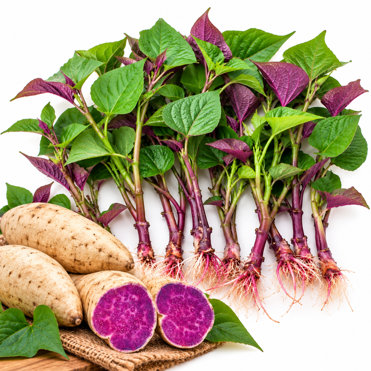 10 Purple Potato Plants for Garden Growing, Okinawa Purple Potato Plants for Backyard Vegetable Beds, Outdoor Planting Starts for Full Sun and Well-Drained Soil