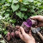 Purple Sweet Potato Live Slips, Set of 10 for Garden Planting, Sweet Potato Plant