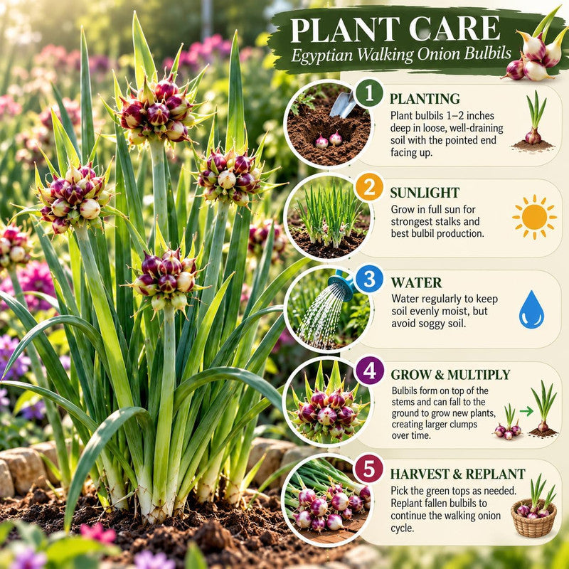 20 Walking Onion Bulbs for Garden, High Yield Perennial Onions Topsets