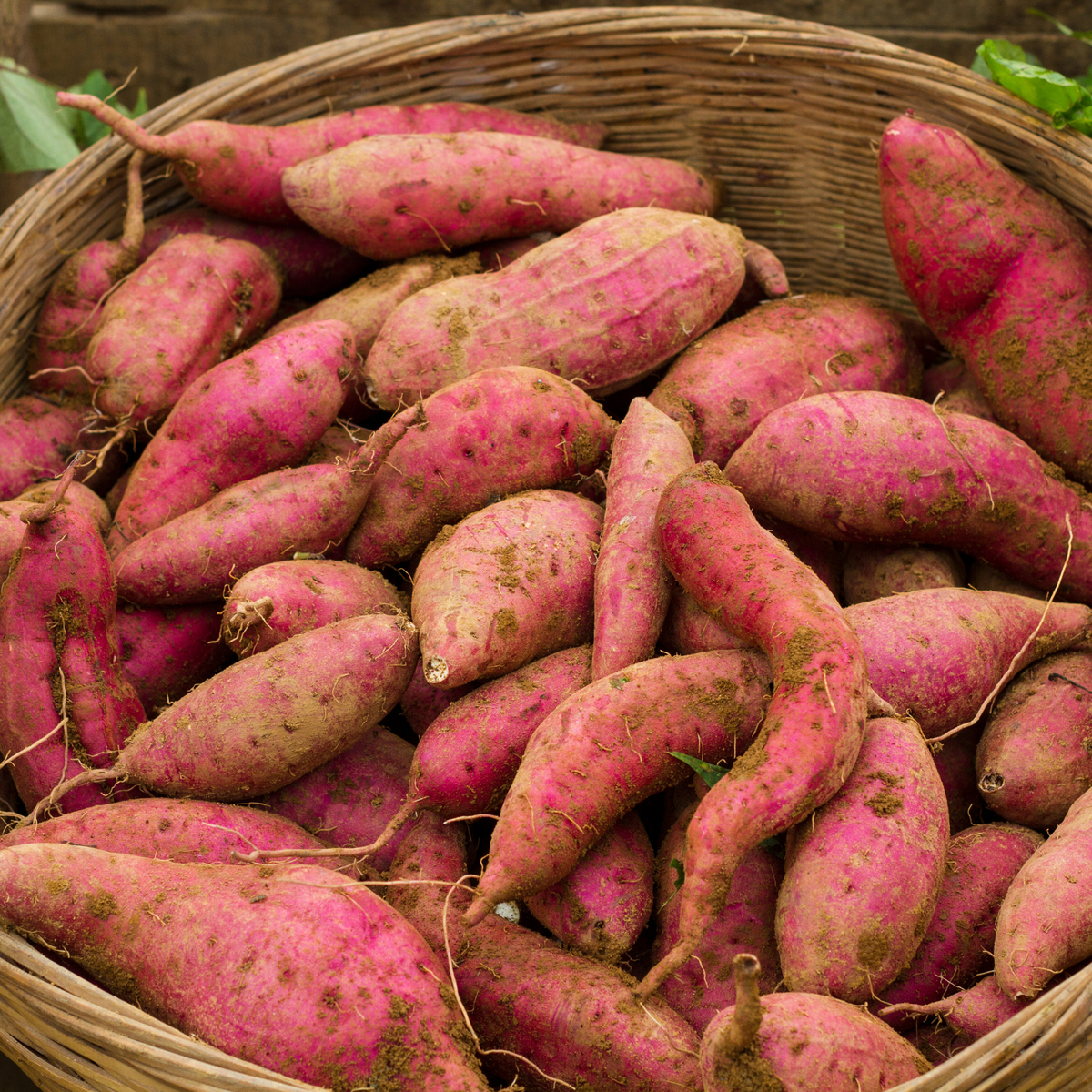 10 Purple Potato Plants for Garden Growing, Okinawa Purple Potato Plants for Backyard Vegetable Beds, Outdoor Planting Starts for Full Sun and Well-Drained Soil