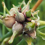 6 Tree Onion Egyptian Walking Onion Live Plants for Planting Outdoors, Rare Fresh Heirloom Allium Winter Onions Vegetable Plant, Not Bulbs