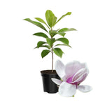 Magnolia Tree Live Plant 4-8 Inches, Pink Blooms Magnolia Bush, Fragrant Magnolia for Growing (Saucer Magnolia)