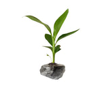 Banana Trees Live Plants from 4 to 6 Inc Long, Cavendish Banana Plants Live for Planting Gardening Outdoor Indoor