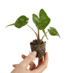 Alocasia Live Plant, Rare Elephan Ear Indoor Plant, Tropical Houseplant for Home and Garden Decor 4-9 Inches - Green