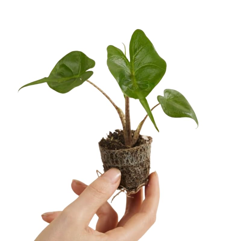 Alocasia Live Plant, Rare Elephan Ear Indoor Plant, Tropical Houseplant for Home and Garden Decor 4-9 Inches - Green
