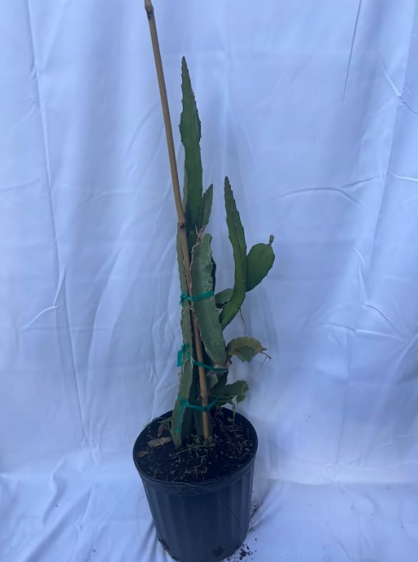 Red Dragon Fruit Plant Live, 3 Gallon Pot, Live Dragon Fruit Plant, 2 to 3 Feet Tall, Dragon Fruit Live Plant, Sweet Fruit Plant for Gardening, Dragon Fruit Plant Tree