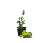 Camellia Sinensis Plant Tree, 4 to 6 Inches Tall, Tea Tree Plant for Gardening Indoor