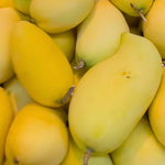 Carrie Mango Tree Live Plant Grafted, 14 to 18 Inches Tall in Pot, Ready to Bear Fruit in 1 Year, Sweet Mango Tree for Planting
