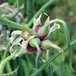 3 Walking Onion Plants Live, Cold Hardy and Perennial, Easy-to-Grow Vegetable Spring Planting, 7 Months Old