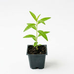 Lemon Verbena Plant, Lemon Verbena Live Plant, 2-5 Inc Tall, Fragrant Culinary and Tea Herb for Garden and Patio