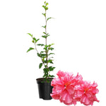 Rose of Sharon Plant, Hardy Hibiscus Bush Shrub Well-Rooted 7-13" Tall Althea Shrub with Summer Blooms for Outdoor Landscape