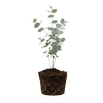Eucalyptus Plant Live Indoor, Baby Blue Eucalyptus Tree Live Plant, 4 to 7 Inches Tall for Indoor Outdoor Growing