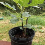 Ficus "Celeste" Fig Tree live plant cold hardy