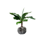 Namwah Banana Plants Live for Planting, Banana Trees Live Plants from 4 to 6 Inc Tall, 1 Plant
