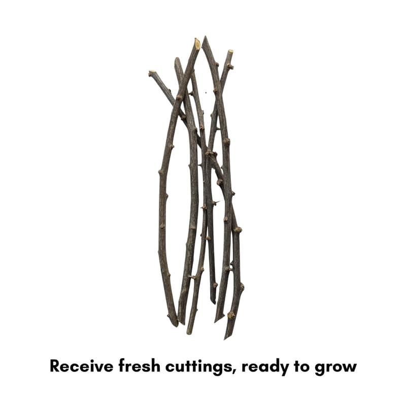 8 Red Grape Vine Cuttings, 8-12 Inches, Sweet Grape Fruits for Garden Planting, Outdoor Climbing Fruit Vine