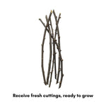 12 Red Goji Berry Cuttings, Goji Fruit Plants 8-10 Inches, Outdoor Berry Shrub