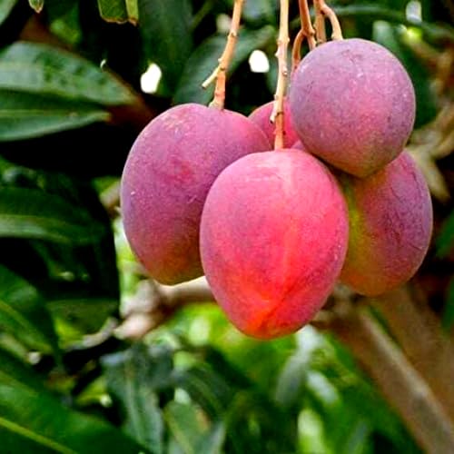 Glenn Mango Tree Live Plant Grafted, 14 to 18 Inches Tall in Pot, Ready to Bear Fruit in 1 Year, Sweet Mango Tree for Planting
