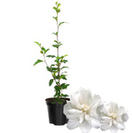 Rose of Sharon Plant, Hardy Hibiscus Bush Shrub Well-Rooted 7-13" Tall Althea Shrub with Summer Blooms for Outdoor Landscape