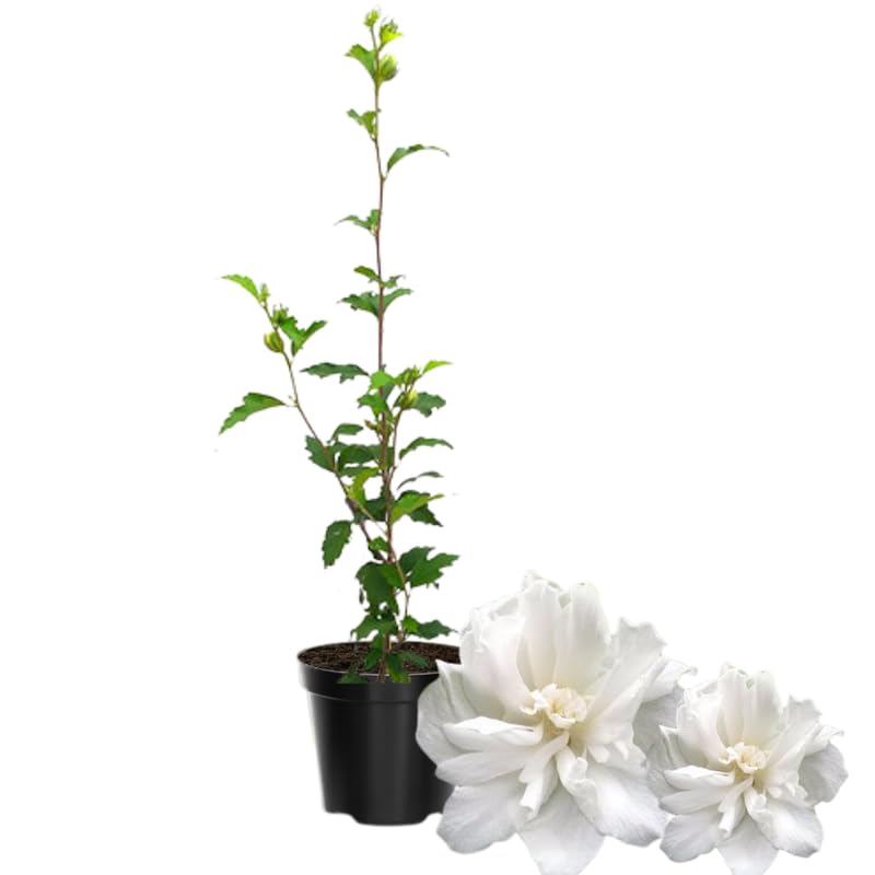 Rose of Sharon Plant, Hardy Hibiscus Bush Shrub Well-Rooted 7-13" Tall Althea Shrub with Summer Blooms for Outdoor Landscape